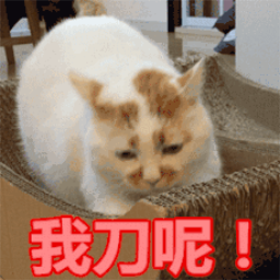樓樓的貓表情包(可愛貓咪高清圖片)