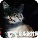 猫凶凶QQ表情包(斗图必备)