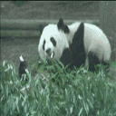 熊猫自己洗头表情包