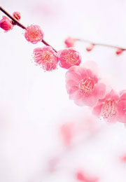 家有萌妻宠上天(温言、穆霆琛)小说全本章节在线阅读