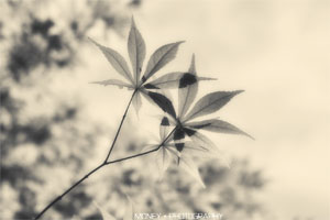 八个***师姐爱上我(凌峰夏雨沫)小说完整版在线阅读